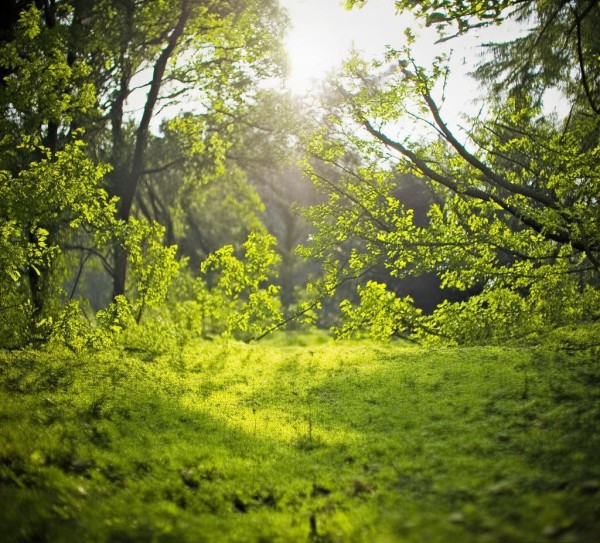 成都野餐美食推荐，新鲜食材、地道选择与高性价比
